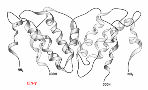 重要的淋巴因子