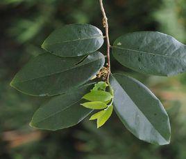 海南藤春 海南藤春