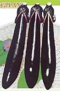 法國長茄 法國長茄