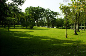 草地公園 草地公園