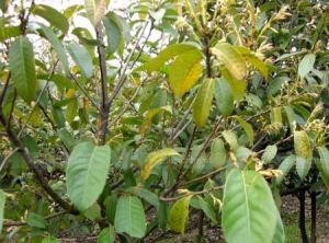 毛枝青岡 毛枝青岡