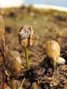 種子萌發 種子萌發