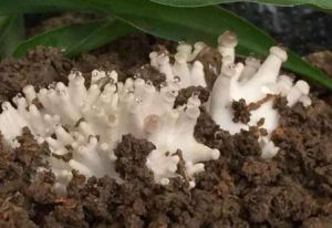 平菇木霉 平菇木霉