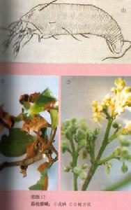 荔枝癭蟎 荔枝癭蟎