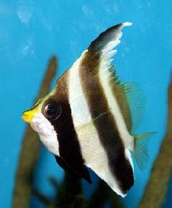 金口馬夫魚 金口馬夫魚