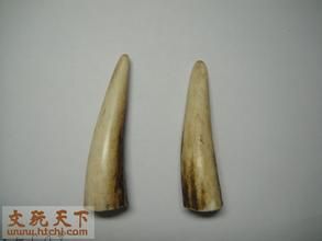 彭祖麋角丸 彭祖麋角丸