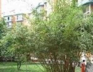 巴黎站前第一期