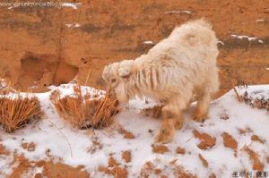 山羊羔子 山羊羔子