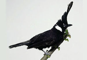 冠鴉 Platylophus galericulatas