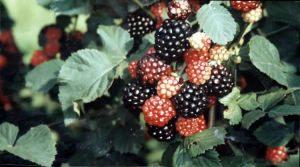 美國黑莓