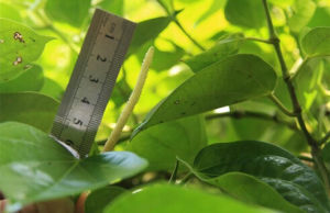 綠島胡椒 綠島胡椒