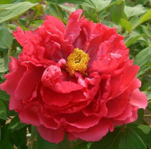 虞姬艷裝 虞姬艷裝