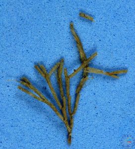 齒葉鞭苔 齒葉鞭苔