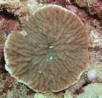 片繩紋珊瑚 片繩紋珊瑚