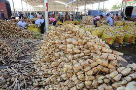 黎塘蓮藕 黎塘蓮藕