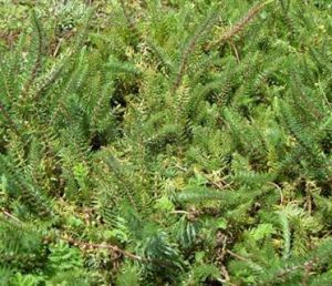 西藏轉板藻 西藏轉板藻