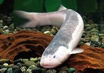 側頭伊都毛鼻鯰 側頭伊都毛鼻鯰