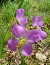 阿拉斯特莎鹿草 阿拉斯特莎鹿草