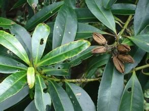 四川大頭茶 四川大頭茶