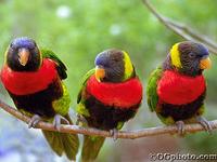 虹彩吸蜜鸚鵡族 虹彩吸蜜鸚鵡族