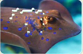 深海魚類拼圖 深海魚類拼圖