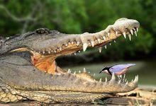 牙籤鳥與鱷魚