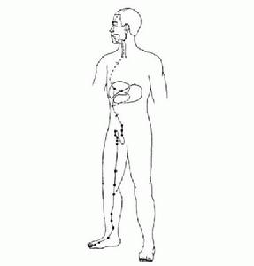 足厥陰經別 足厥陰經別