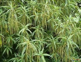 西藏苧麻 西藏苧麻