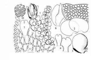 韓氏耳葉苔 韓氏耳葉苔