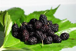 黑桑葚 黑桑葚