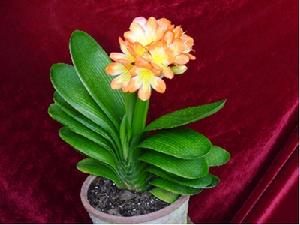 （圖）君子蘭屬