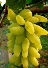 馬陸葡萄種植基地