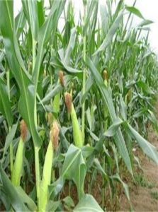 田白甜66 田白甜66