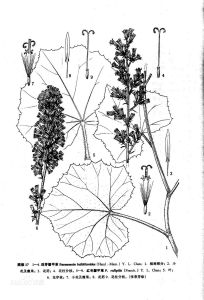 珠芽蟹甲草 珠芽蟹甲草