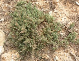 五蕊鹼蓬 五蕊鹼蓬