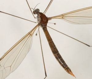 生物性傳播 生物性傳播