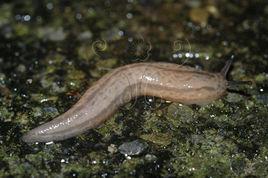 雙線嗜粘液蛞蝓 雙線嗜粘液蛞蝓