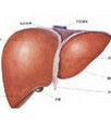 病毒性肝炎 病毒性肝炎