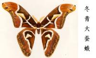 冬青大蠶蛾