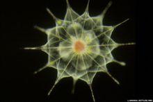 海洋微生物圖片集萃