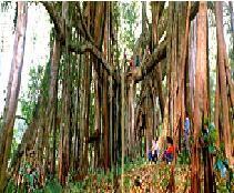 德宏獨樹成林 德宏獨樹成林