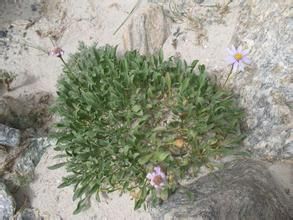 沙生岩菀 沙生岩菀