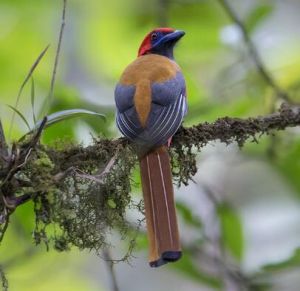 灰胸咬鵑 灰胸咬鵑