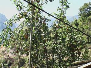 直壩村農村經濟－梨<a name="ref_[7]"></a>