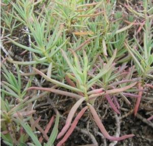 鐮葉鹼蓬 鐮葉鹼蓬