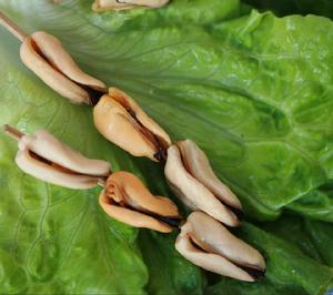 嵊泗貽貝 嵊泗貽貝