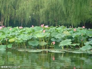 荷花湖 荷花湖