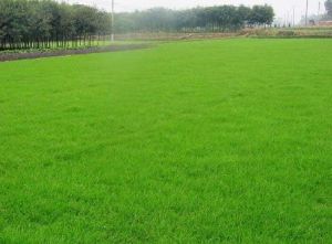 廣東剪股穎 廣東剪股穎