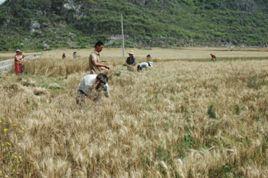 南街社區[貴州省晴隆縣蓮城鎮南街社區]