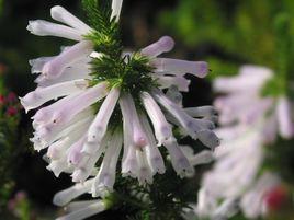 聖尼克拉斯之花 聖尼克拉斯之花